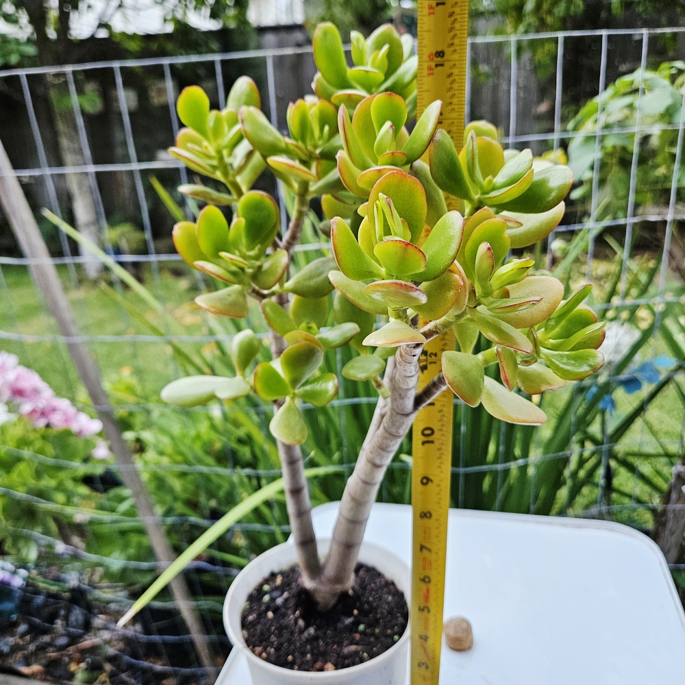 Botany Bay Jade - Picture 4 of 6